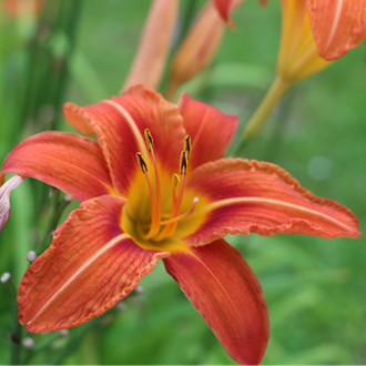 ريناد الحربي